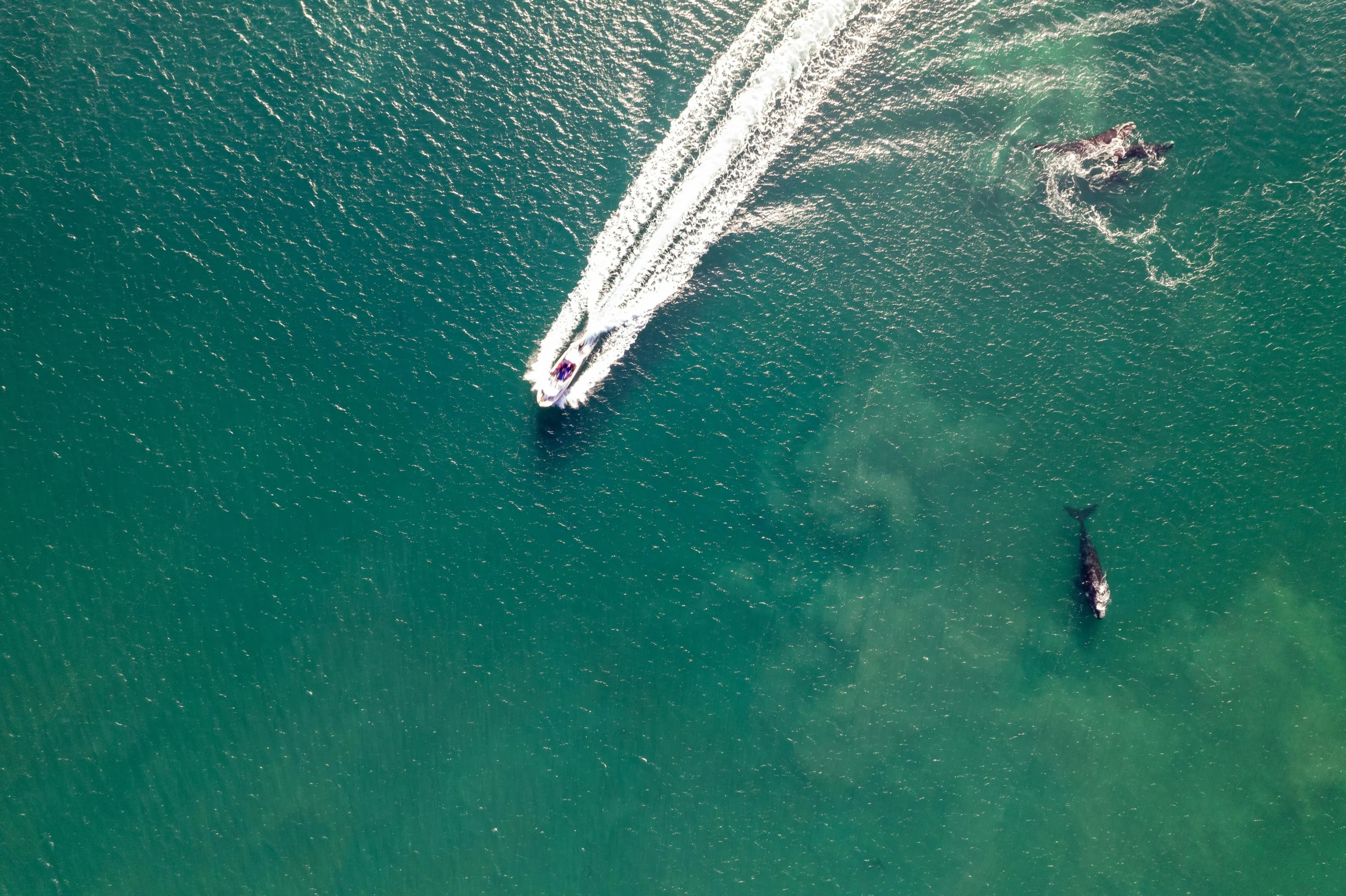 Whale watching boat in Mirissa